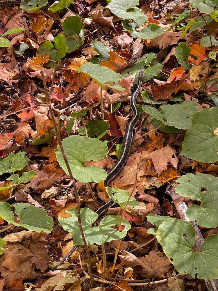 There are about 17 species of snakes in Ontario, only one is venomous (Massasauga Rattlesnake).