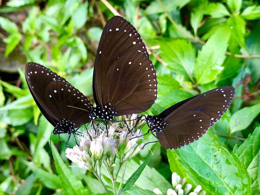 Maolin: This is one of the few places where Blue Crow butterflies immigrate. I was lucky enough to be there in the migrating season.