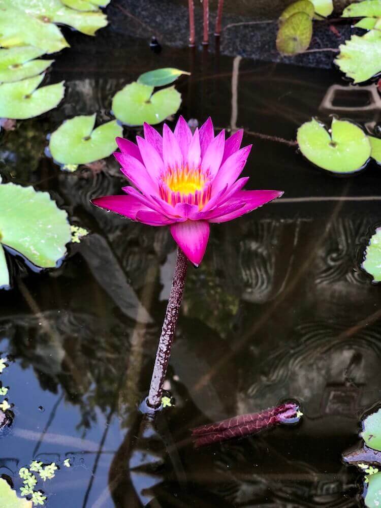 Lotus flower grows in a dirty environment. Yet, it rises above it all and flourishes unstained. Let us remember that whenever we blame what is around us as the root of our suffering.