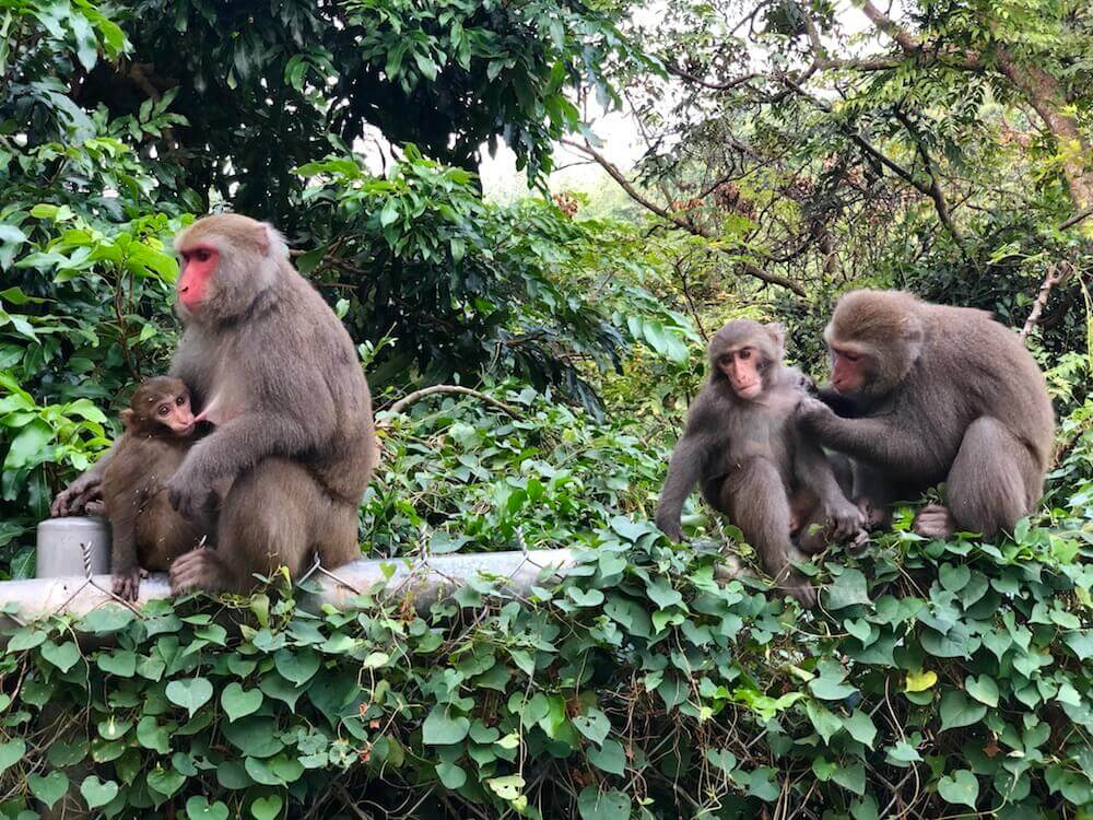 Kaohsiung: A family of monkeys
