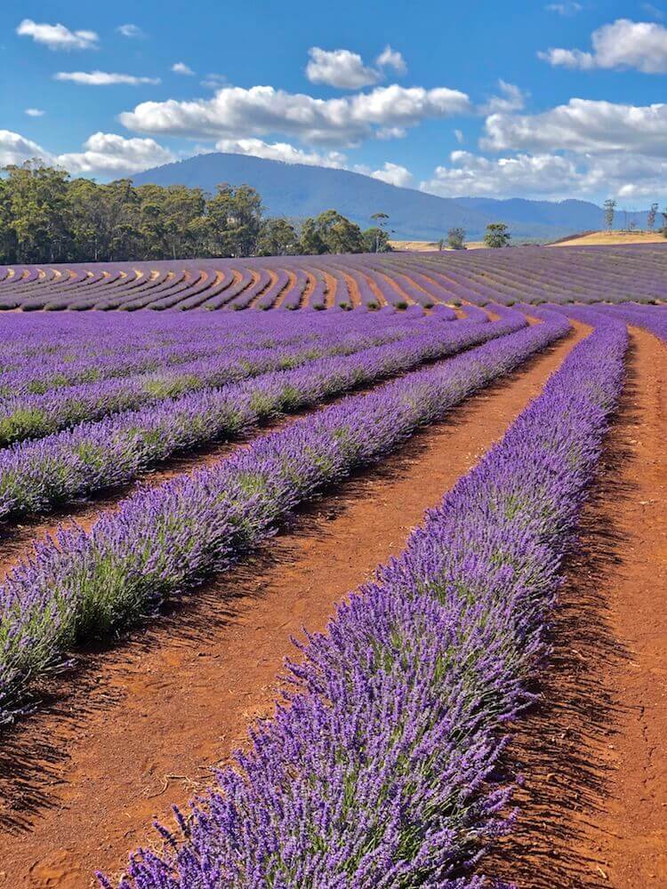 Bridestowe Lavender Farm, Tasmania: Just imagine the smell surrounding you.
