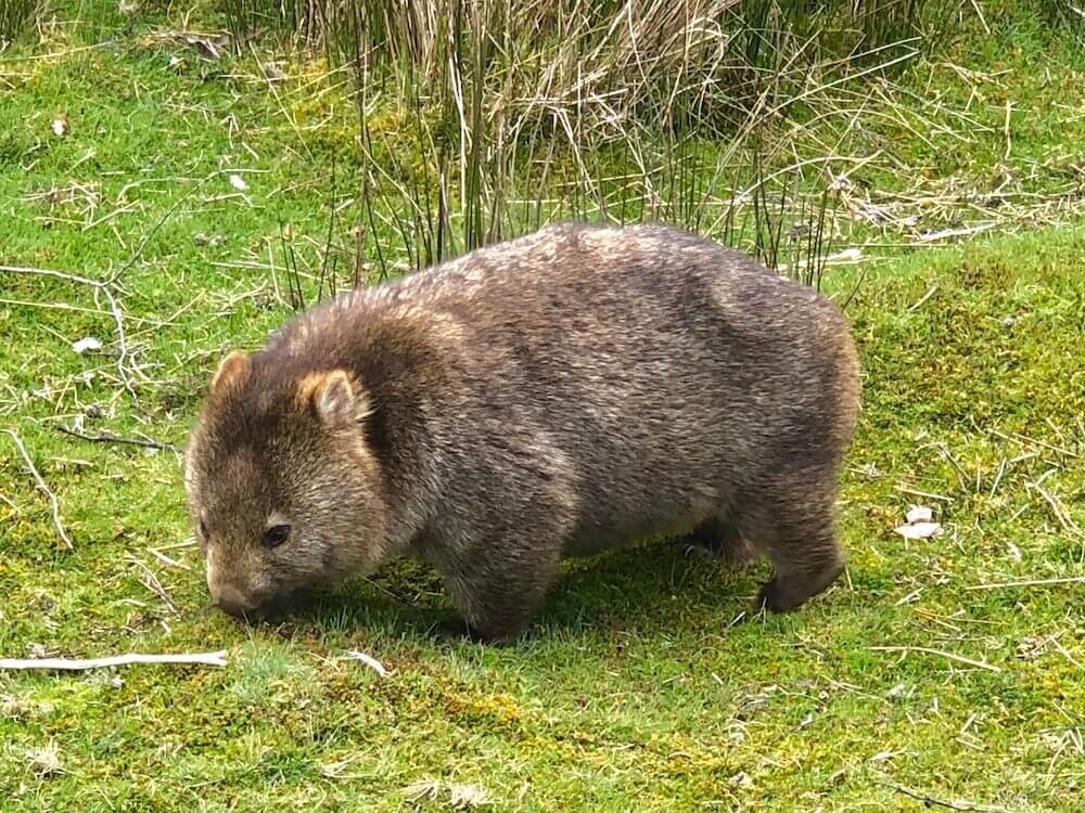 Wildlife: A Wombat
