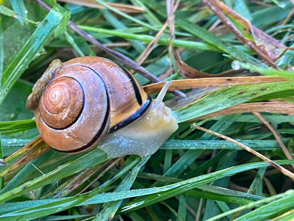 The East Coast Trail was filled with snails. The first coastal part of the T’Railway as well.