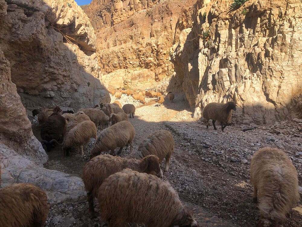 Sheep in canyon