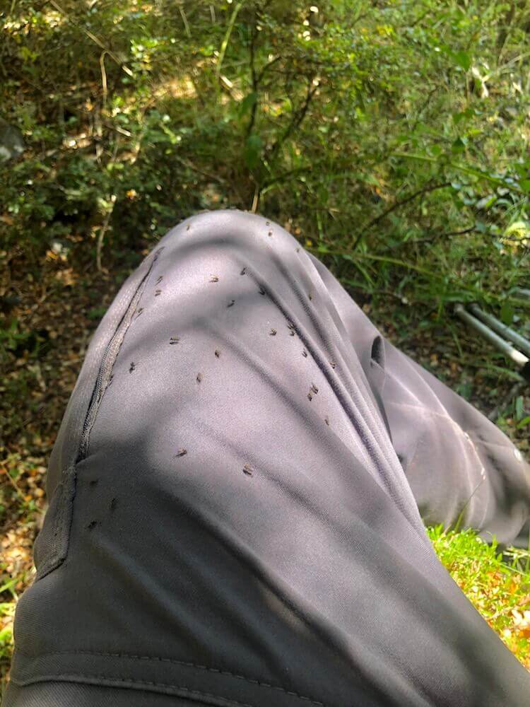 Sandflies looking to have a bite at my skin. (I’m glad to be wearing long sleeves and pants.)