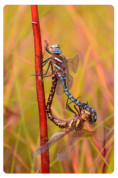 Relationship (Dragonfly)
