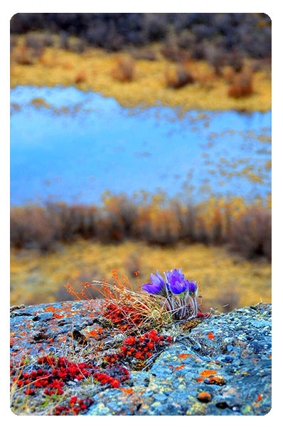 Living Fully (Flower on Rock)